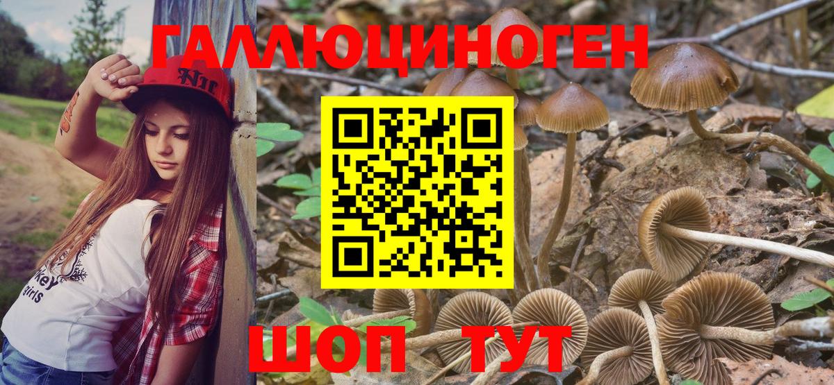 Галлюциногенные грибы Psilocybine cubensis Балтийск